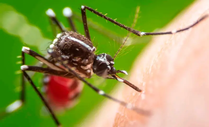 Mosquitos – controle de pragas Bioconser (foto 1)