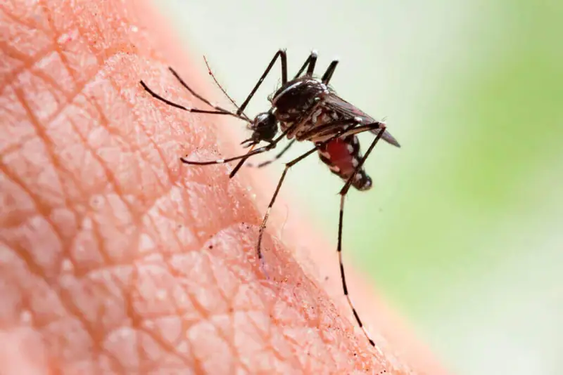 Mosquitos – controle de pragas Bioconser (foto 3)