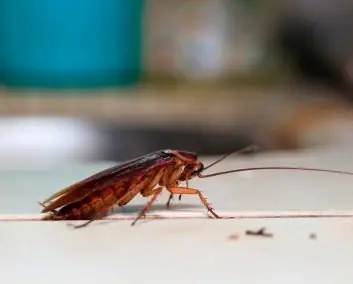Principais doenças causadas por baratas