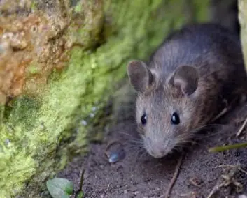 Doenças transmitidas pelos ratos