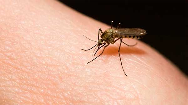 mosquito dedetizadora