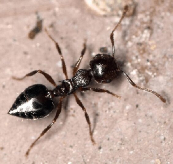 Crematogaster sp Image