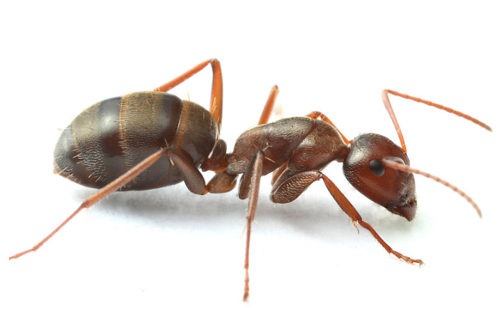 camponotus spp