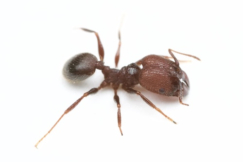 pheidole spp formiga cabecuda