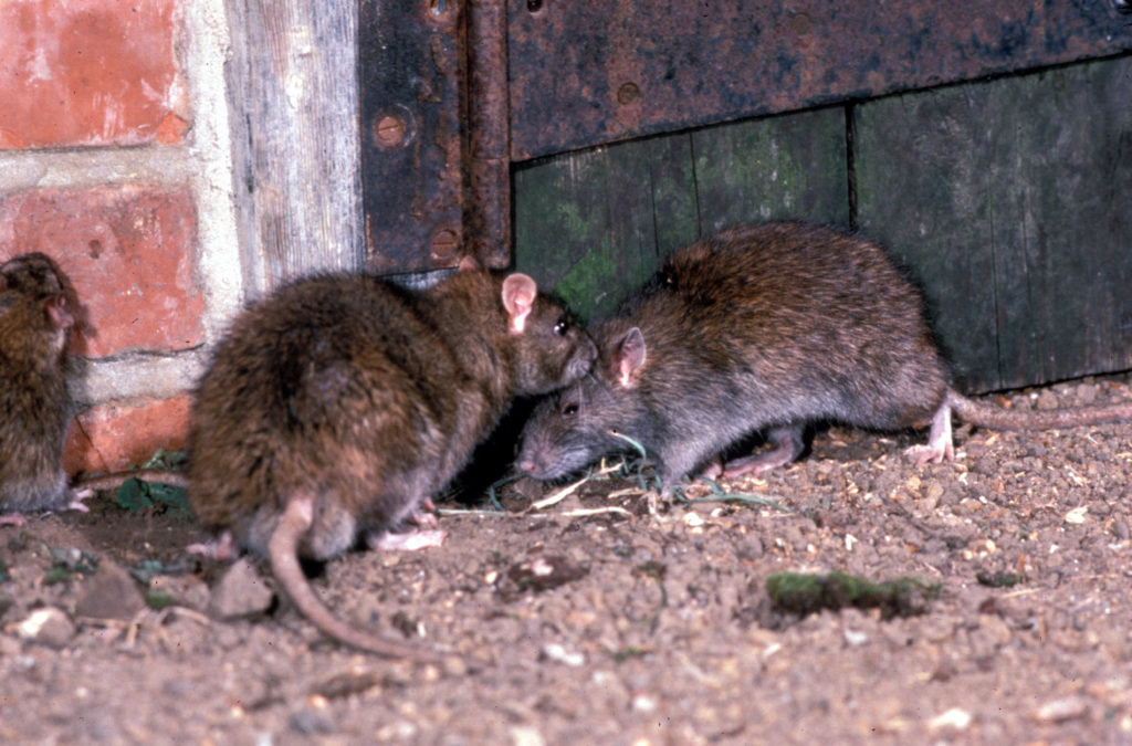 ratazana rattus norvegicus